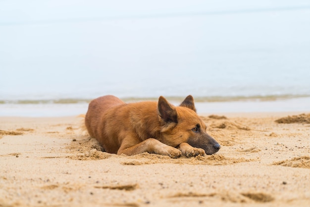 Chien sur la plage