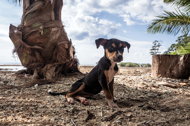 chien sur la plage