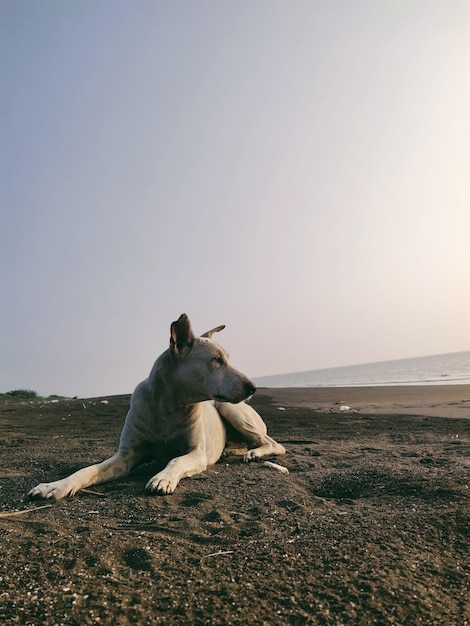 Un chien sur une plage