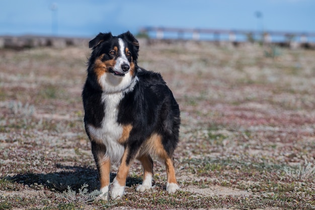 Chien sur la plage