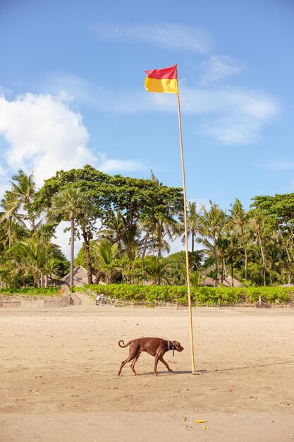 Photo un chien sur la plage.