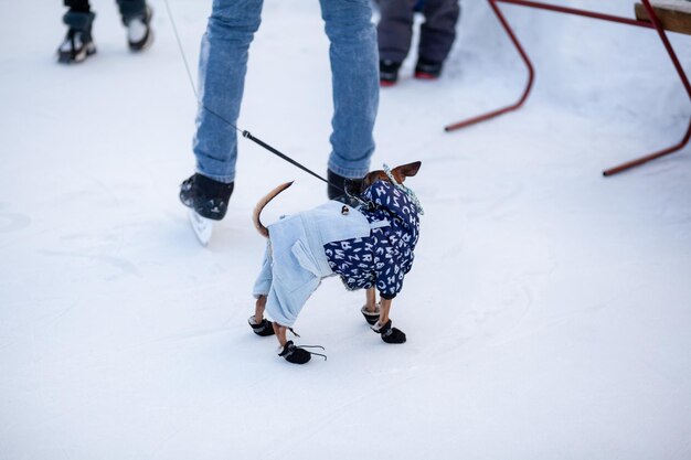 Un chien sur une planche à roulettes est tiré par un homme en jeans.