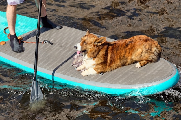 Un chien sur une planche de surf avec une personne flottant sur l'eau.