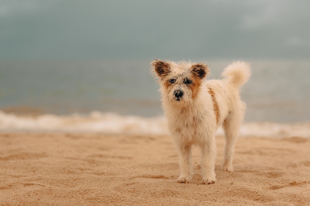 Chien poilu blanc et brun debout sur la plage