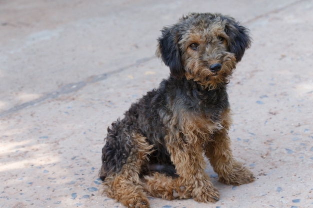 Chien poilu noir mignon