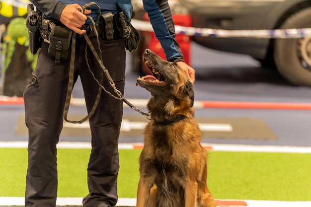 chien policier attend assis par terre tenu par un agent