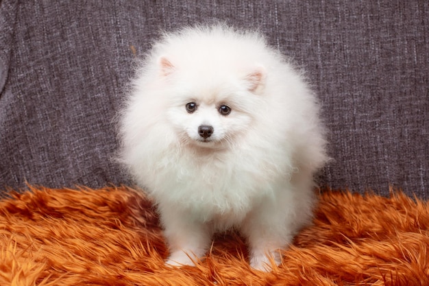 chien pomeranian pomeranian se trouve sur une couverture de fourrure