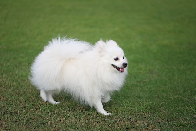 Chien de Poméranie blanc sur pelouse verte.