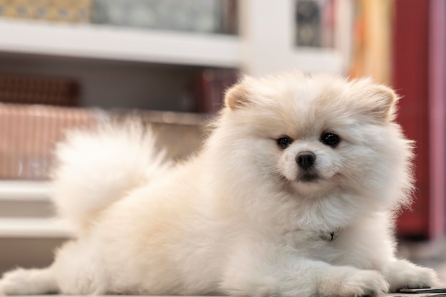 Chien de Poméranie blanc se trouve et regarde la caméra.