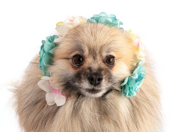 Chien de Poméranie brun avec des fleurs sur une salle blanche