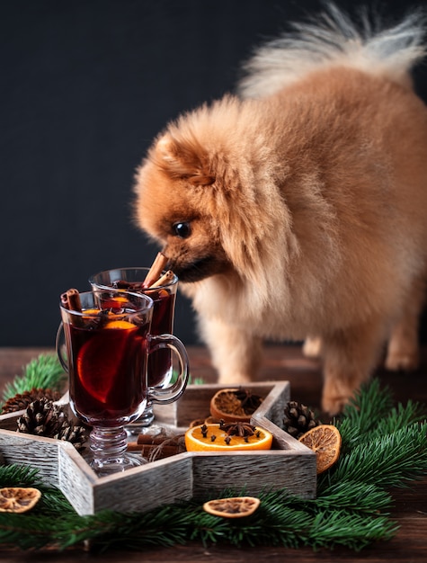 Chien de Poméranie dans les décorations de Noël et avec un verre de vin chaud