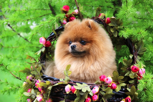 Chien de Poméranie dans un parc. Chien mignon et beau