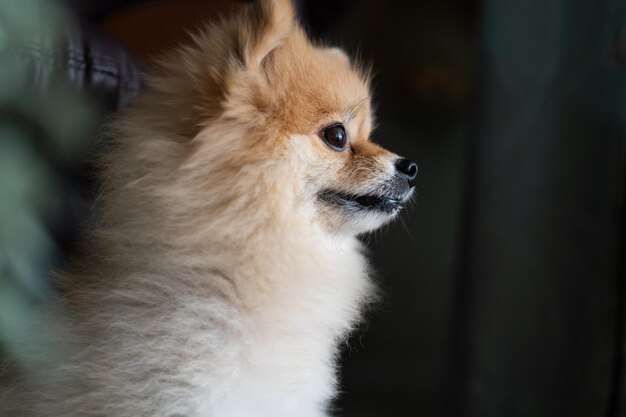 Chien de Poméranie debout à la porte et veut sortir chien expression heureuse attendant le propriétaire