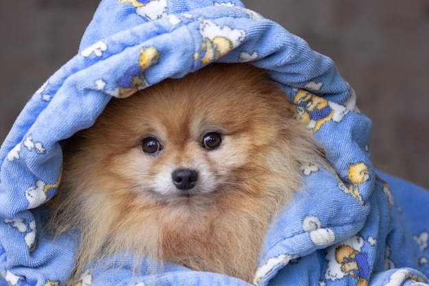 Chien de Poméranie est vêtu de vêtements bleus