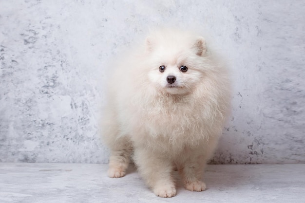 Chien de Poméranie sur fond gris