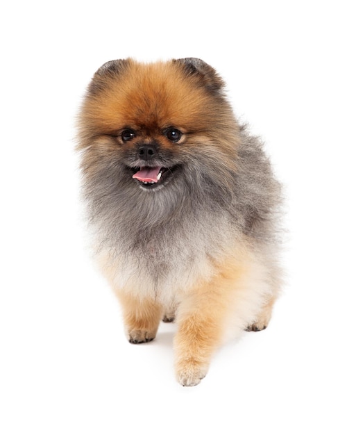 Chien de Poméranie heureux marchant