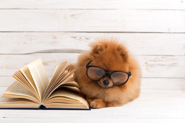 Chien de Poméranie intelligent avec un livre.