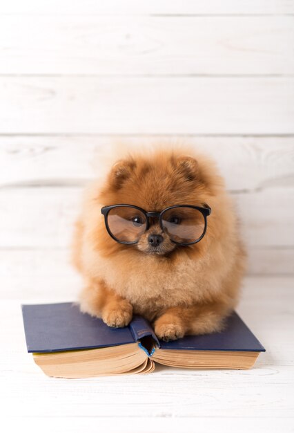 Chien de Poméranie intelligent avec un livre.