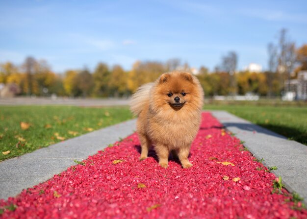 Chien de Poméranie marchant dans le parc automne. Chien beau et mignon