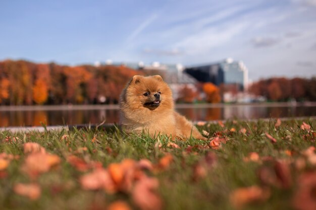 Chien de Poméranie marchant dans le parc automne. Chien beau et mignon