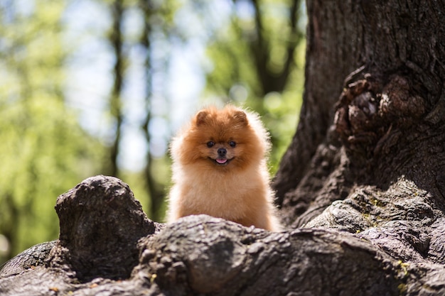 Chien de Poméranie marchant dans un parc. Beau chien