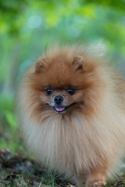 Chien de Poméranie marchant dans le parc d'été