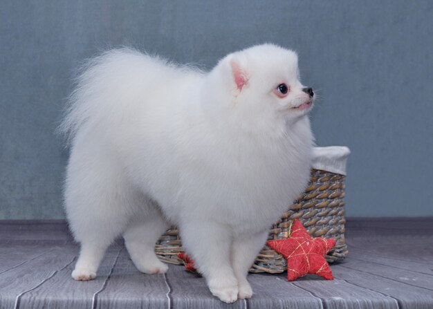 Un chien de Poméranie montre une belle coupe de cheveux