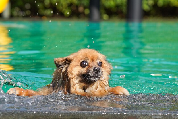 Le chien de Poméranie nage dans la piscine verte l'après-midi avec des éclaboussures d'eau