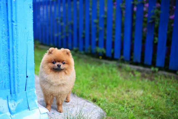 Chien de Poméranie en plein air. Chien de Poméranie près de la clôture bleue. Chien beau et intelligent