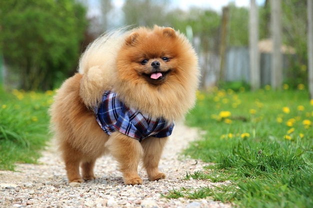 Chien de Poméranie sur la route de campagne.