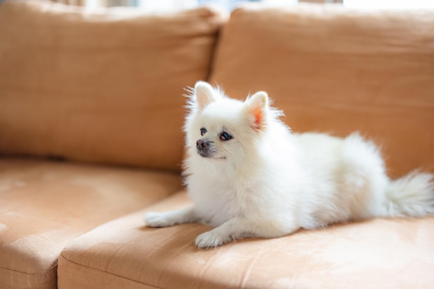 Le chien de Poméranie s'est assis sur le canapé.