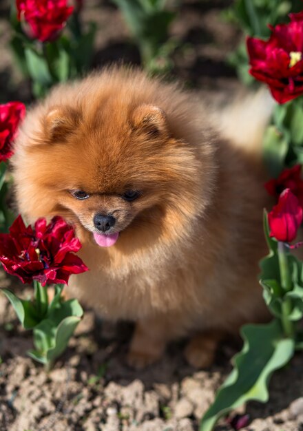 Chien de Poméranie en tulipes. Chien avec des fleurs dans un parc