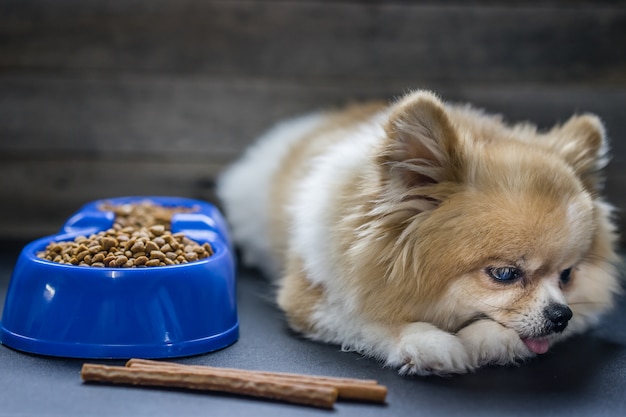 Chien poméranien assis seul sur la table avec de la nourriture et des collations dans la matinée