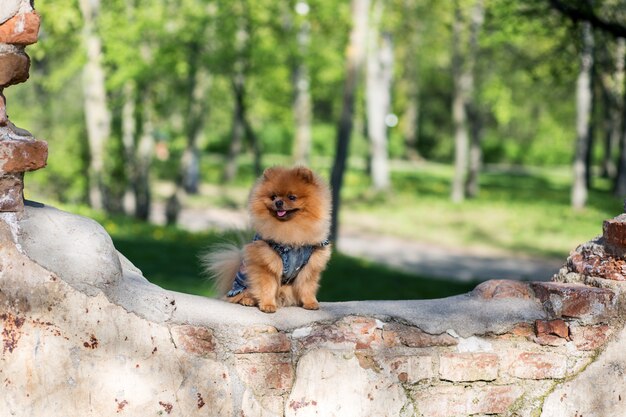 Chien poméranien beau et moelleux. Poméranie en promenade