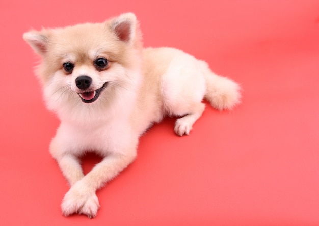 Chien poméranien blanc sur rouge