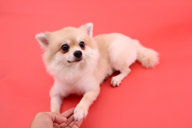 Chien poméranien blanc sur rouge