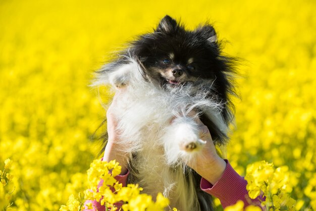 Chien poméranien est sur champ jaune de fleurs de colza