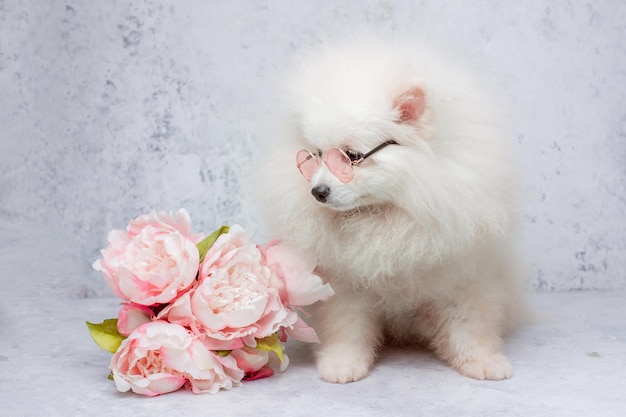 Chien poméranien de Poméranie à lunettes de soleil