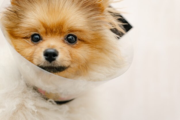 Chien poméranien triste en collier élisabéthain, cône en plastique, protection médicale de l'animal