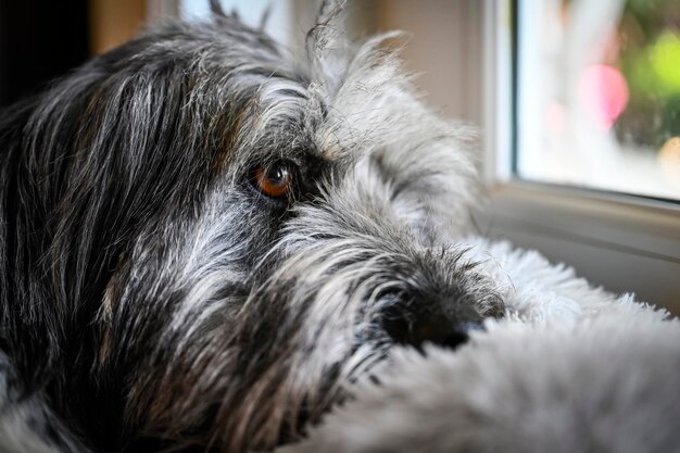 Photo un chien pondant près de la fenêtre.