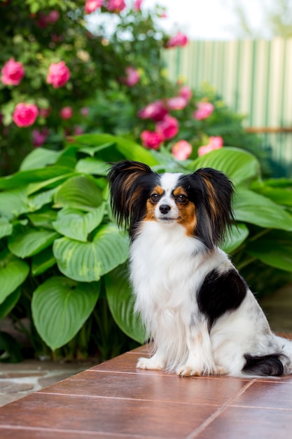 Chien sur le porche