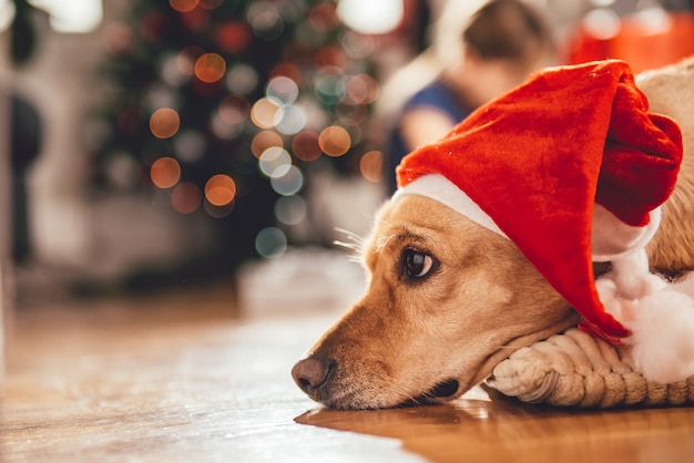 Chien portant bonnet de Noel