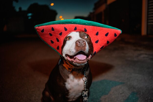 Un chien portant un chapeau pastèque