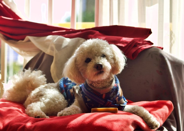 Un chien portant une chemise avec l'inscription " j'aime les chiens "