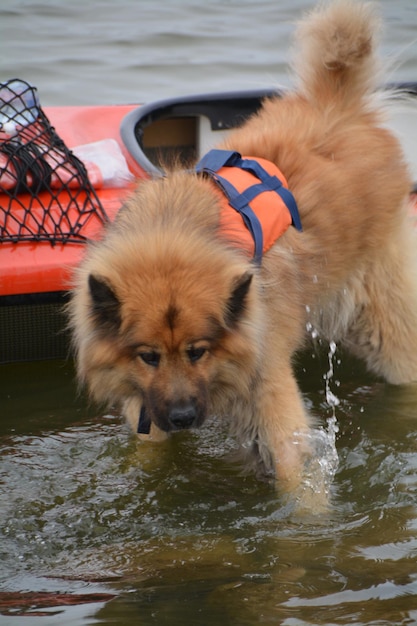 Photo un chien portant un gilet de sauvetage descend d'un bateau en mer