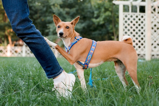 Un chien portant un harnais sur lequel est écrit "chiens interdits"