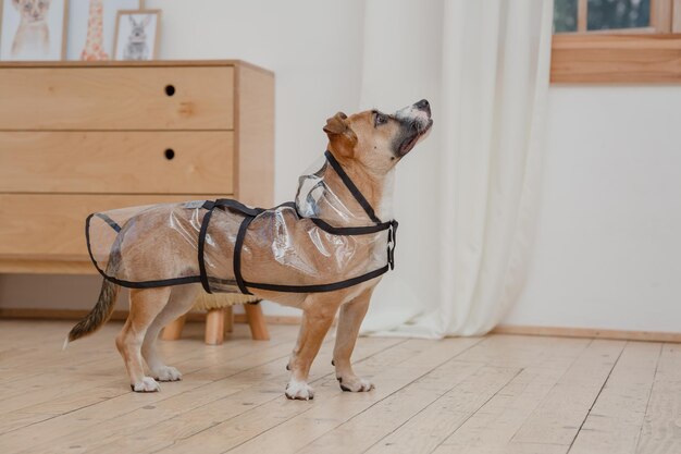 Un chien portant un harnais se dresse sur un plancher en bois.