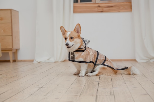 Un chien portant un imperméable