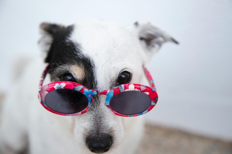 Photo un chien portant des lunettes avec une lentille rouge et bleue