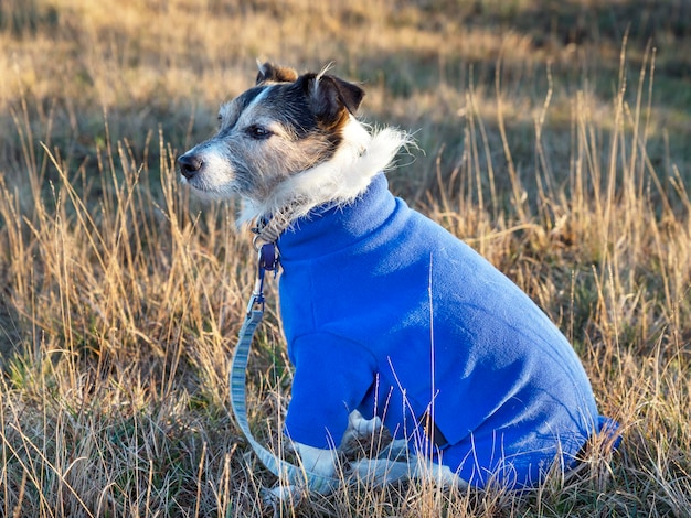 Chien portant un pull